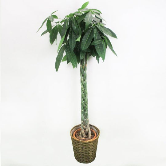 【祝花/鉢植え】観葉植物 - パキラ 10号